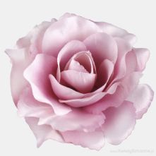 11cm Tonal Pale Pinks Open Rose